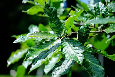 Quercus rhysophylla 'Maya' - dub mexický - letní listy